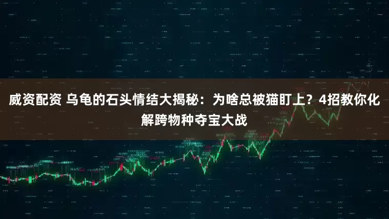 威资配资 乌龟的石头情结大揭秘：为啥总被猫盯上？4招教你化解跨物种夺宝大战
